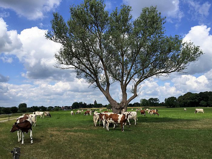 Zomers plaatje - Foto: Eigen geleverde foto