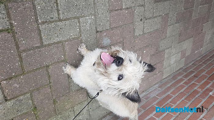 Hondje gevonden