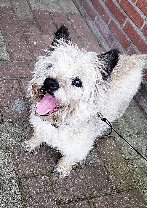 Hondje gevonden - Foto: Eigen geleverde foto