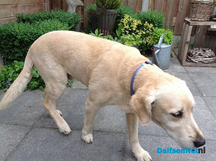 Hond gevonden en weer thuis - Foto: Ingezonden foto