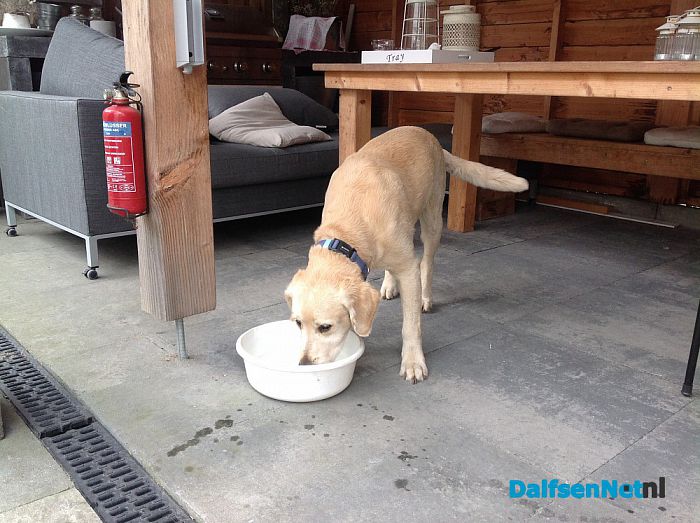 Hond gevonden en weer thuis - Foto: Ingezonden foto