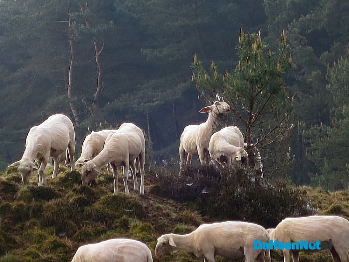 Proef schapenbegrazing Rechterenseveld geslaagd - Foto: Wim