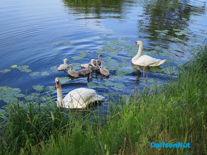Zwaan op vakantie in het Overijssels kanaal - Foto: Wim