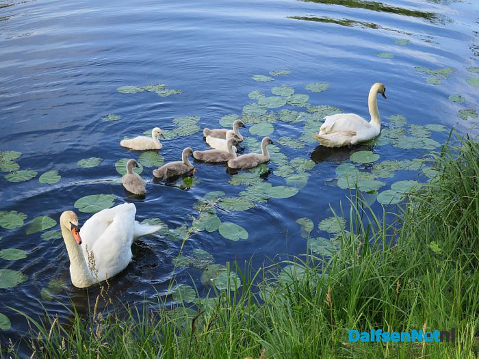 Zwaan op vakantie in het Overijssels kanaal - Foto: Wim