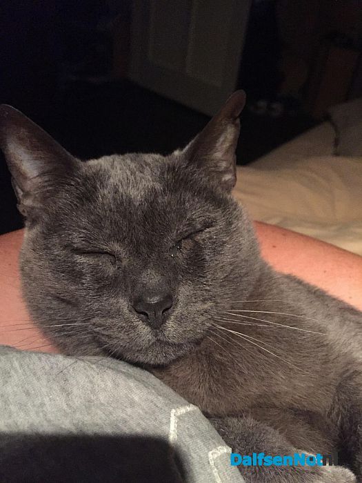 Kat vermist - Foto: Ingezonden foto