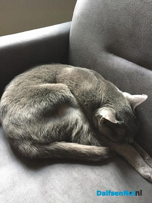 Kat vermist - Foto: Ingezonden foto