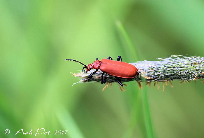 Foto van de maand van Ank - Foto: Ank Pot