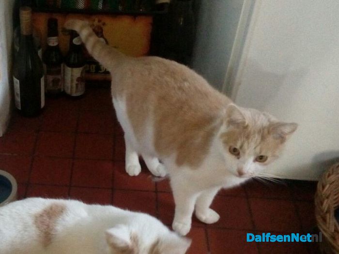 Poes vermist - Foto: Ingezonden foto