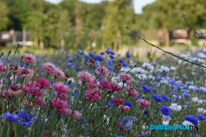 Oeverzwaluwen nestelen in zandwal Leemculehof - Foto: Johan Bokma