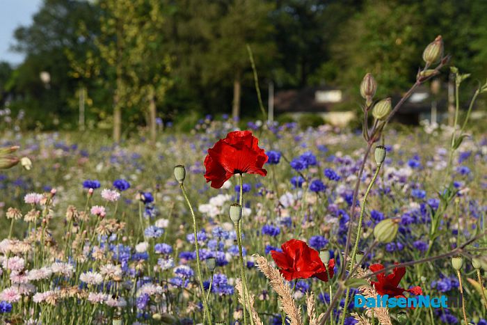 Oeverzwaluwen nestelen in zandwal Leemculehof - Foto: Johan Bokma