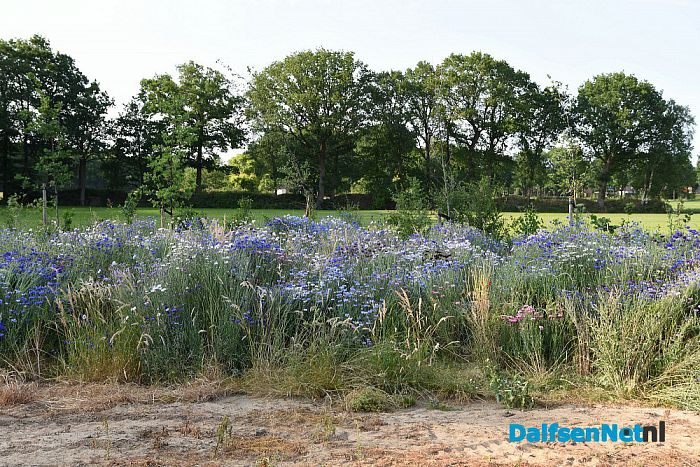 Oeverzwaluwen nestelen in zandwal Leemculehof - Foto: Johan Bokma