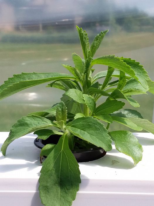 Stevia plantje voor het eerst geteeld in Nederland - Foto: Eigen geleverde foto