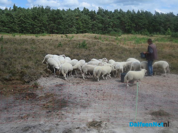 Wandeling naar schapen groot succes - Foto: Wim