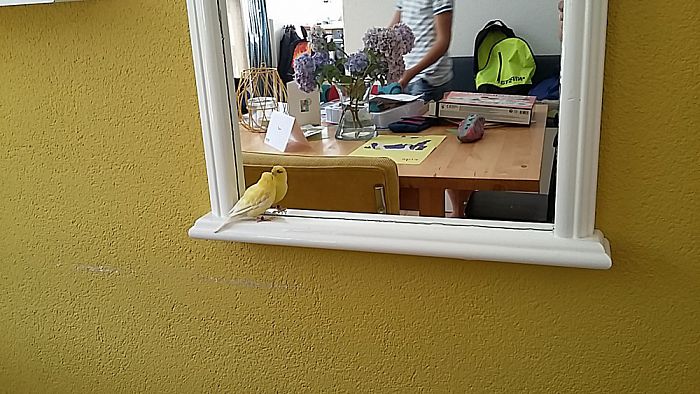 Nog een insluiping, nu een kanarie - Foto: Eigen geleverde foto