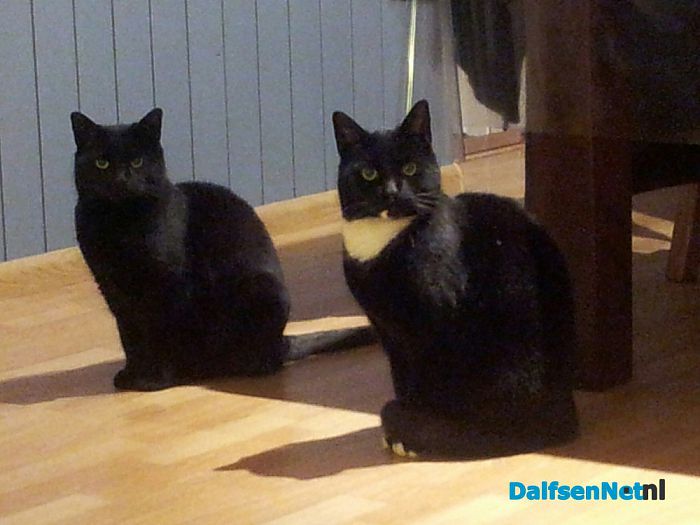 Kat vermist - Foto: Ingezonden foto
