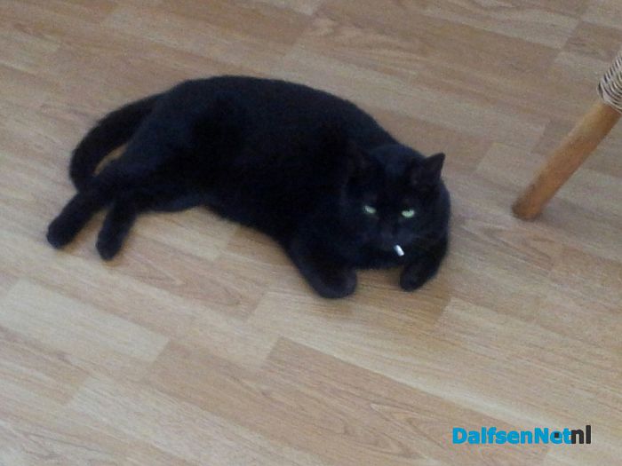 Kat vermist - Foto: Ingezonden foto