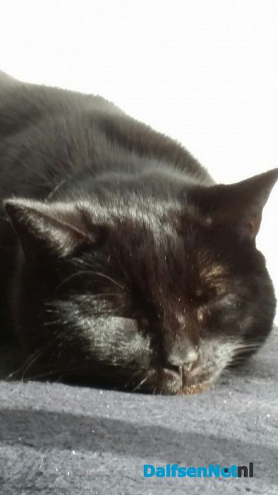 Kat vermist - Foto: Ingezonden foto