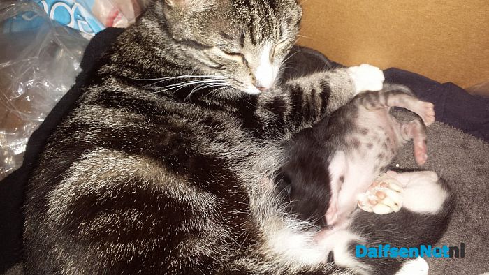 Wie heeft onze poes gezien? - Foto: Ingezonden foto