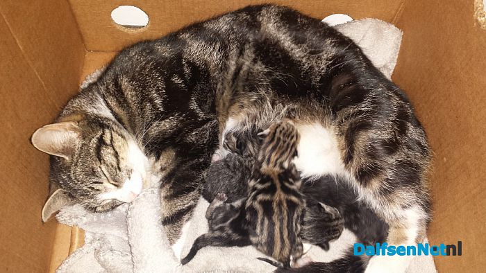 Wie heeft onze poes gezien? - Foto: Ingezonden foto