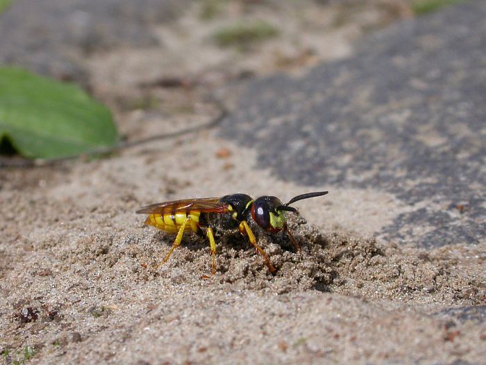 Winnende bij-bloem op de Lemelerberg te zien - Foto: Eigen geleverde foto