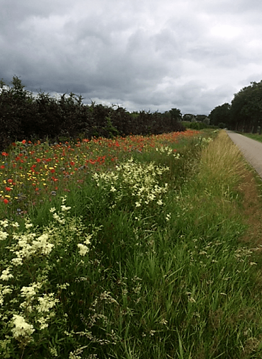 Bloemenweelde aan de Tibbensteeg - Foto: Eigen geleverde foto