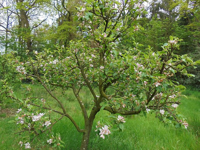Bloesem en vrucht - Foto: Eigen geleverde foto