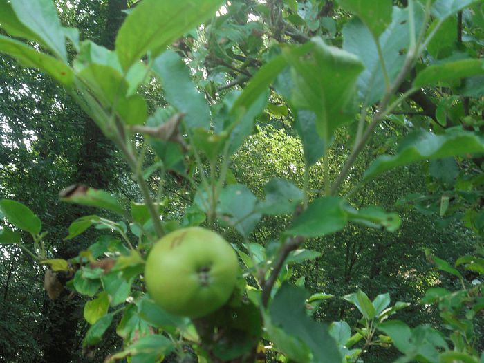 Bloesem en vrucht - Foto: Eigen geleverde foto