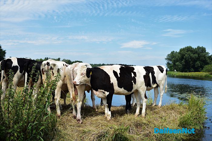 Met het Pontje Hessum over de Vecht - Foto: Johan Bokma