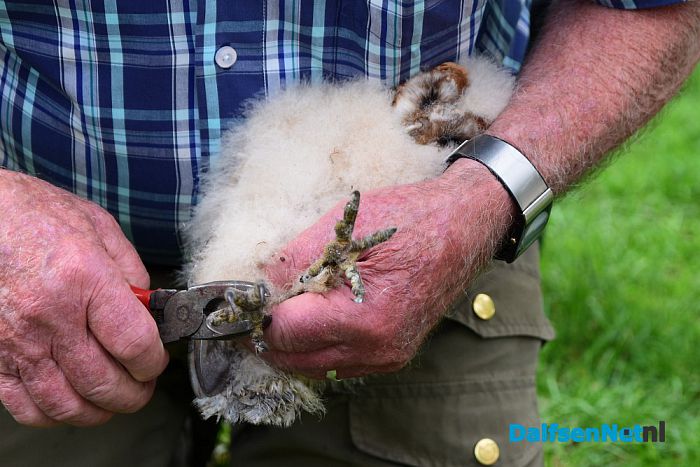 Kerkuilen geringd in Hessum - Foto: Johan Bokma