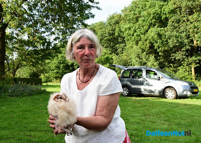 Kerkuilen geringd in Hessum - Foto: Johan Bokma