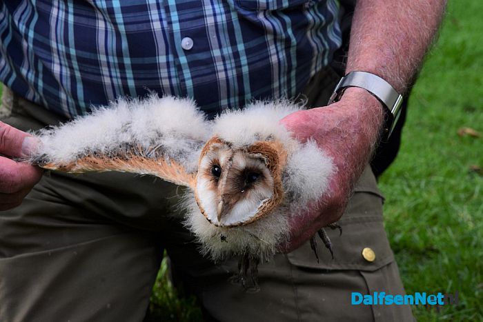 Kerkuilen geringd in Hessum - Foto: Johan Bokma