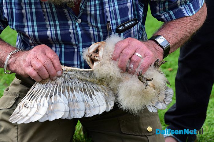 Kerkuilen geringd in Hessum - Foto: Johan Bokma