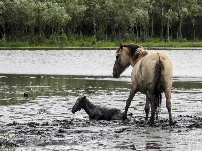Heldenrol voor plaatsgenoot Rob Lengkeek - Foto: Eigen geleverde foto