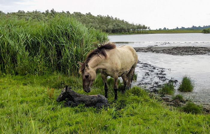 Heldenrol voor plaatsgenoot Rob Lengkeek - Foto: Eigen geleverde foto