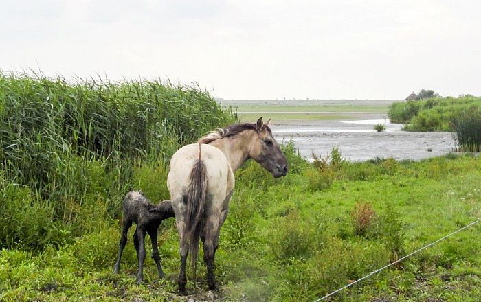 Heldenrol voor plaatsgenoot Rob Lengkeek - Foto: Eigen geleverde foto