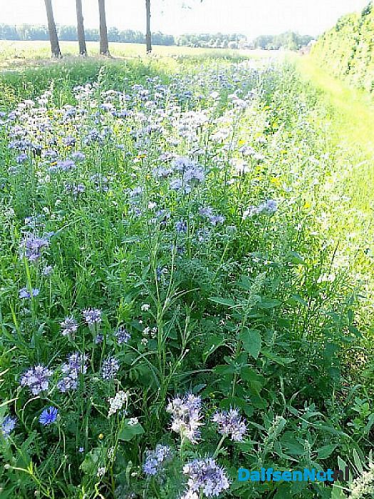 Bloemenweelde aan de Tibbensteeg - Foto: Eigen geleverde foto