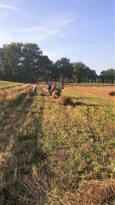 Graan gemaaid vechtdalbrouwerij - Foto: Eigen geleverde foto