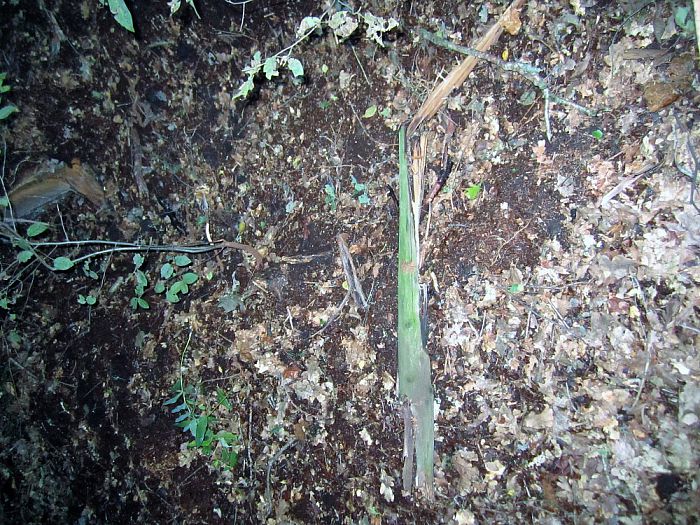 De kracht van de natuur - Foto: Eigen geleverde foto