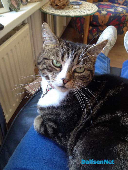 Kat Sara vermist en weer thuis - Foto: Ingezonden foto