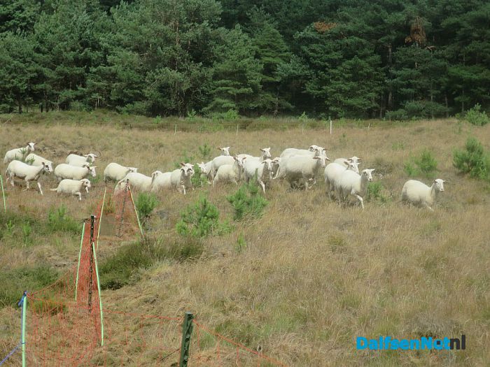Wandeling naar schapen groot succes - Foto: Wim