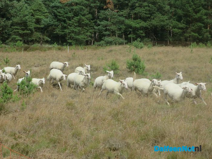 Wandeling naar schapen groot succes - Foto: Wim