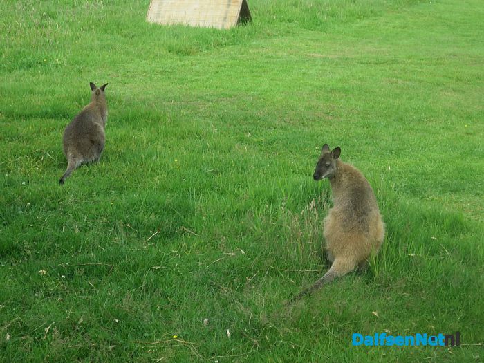 Dierenpark van Ten Kate in Nieuwleusen - Foto: Wim