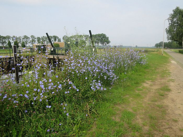 De bloemetjes en de bijtjes’ - Foto: Eigen geleverde foto