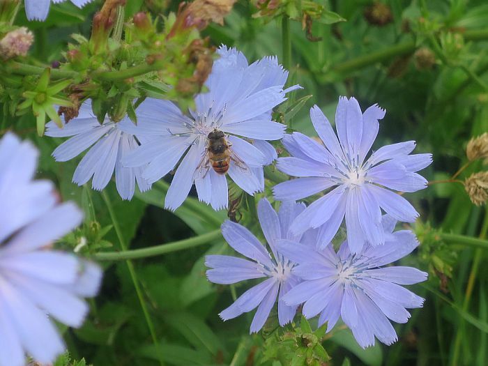 De bloemetjes en de bijtjes’ - Foto: Eigen geleverde foto
