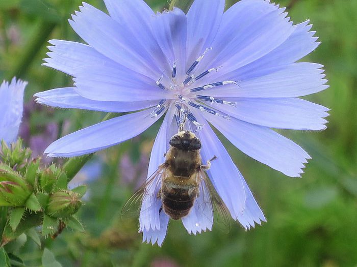 De bloemetjes en de bijtjes’ - Foto: Eigen geleverde foto