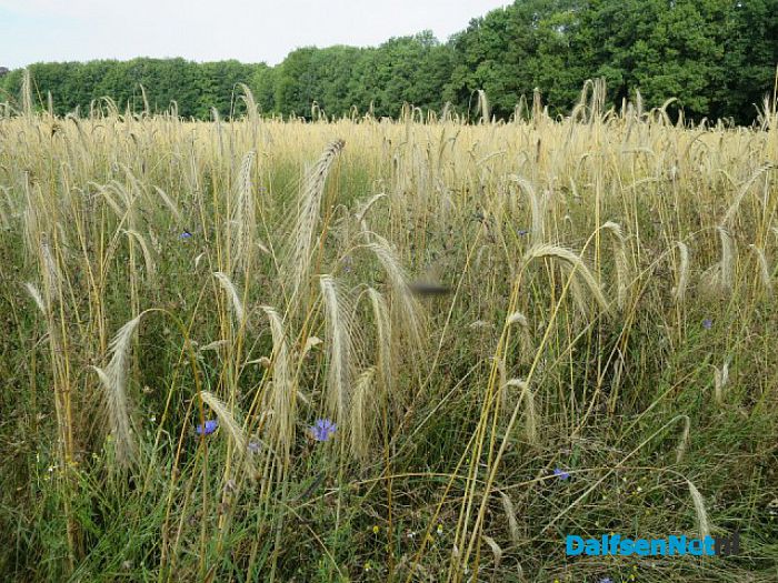 Zondag 23 juli wandeltocht op De Horte - Foto: Wim