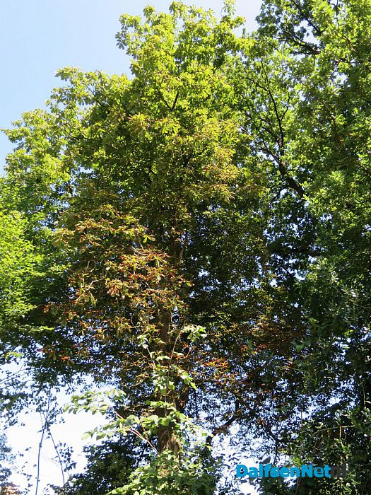 Kastanjebomen bij Leemcule en Kastanjelaan ziek? - Foto: Wim