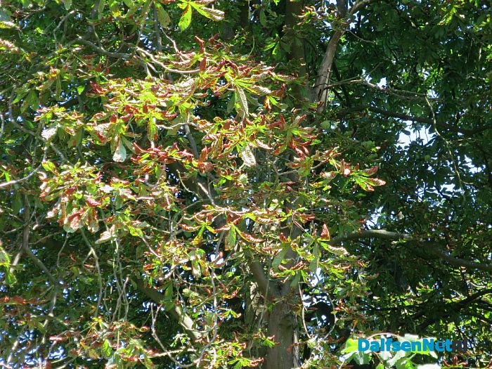 Kastanjebomen bij Leemcule en Kastanjelaan ziek? - Foto: Wim