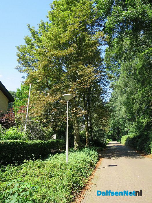 Kastanjebomen bij Leemcule en Kastanjelaan ziek? - Foto: Wim
