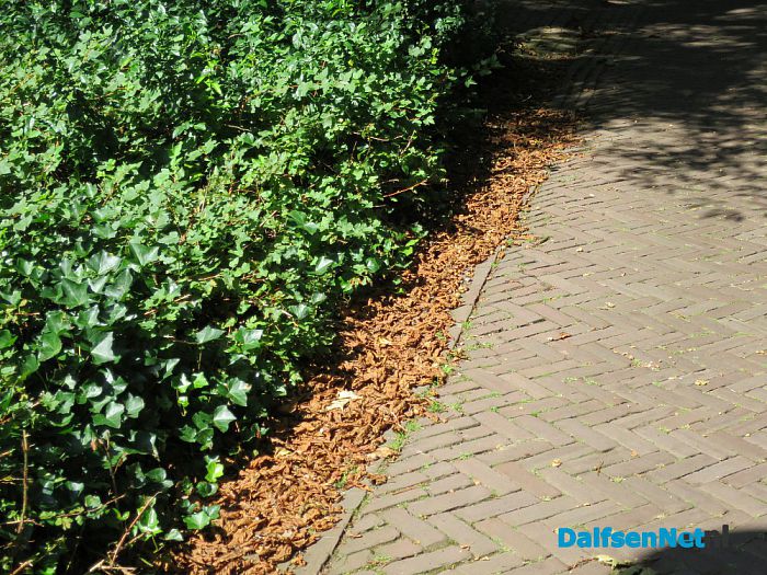 Kastanjebomen bij Leemcule en Kastanjelaan ziek? - Foto: Wim